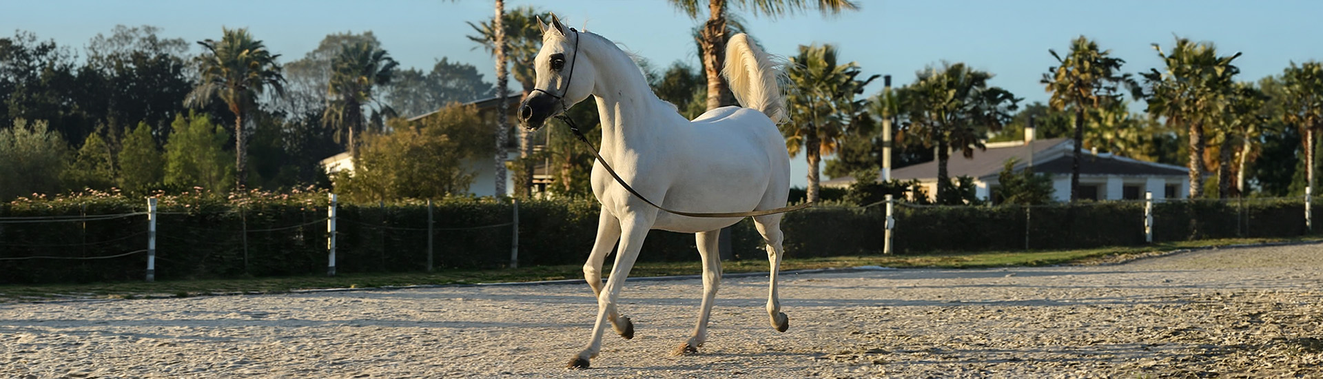 Fahadah Al Qasimiyah